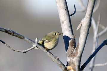 Ruby-crowned Kinglet
