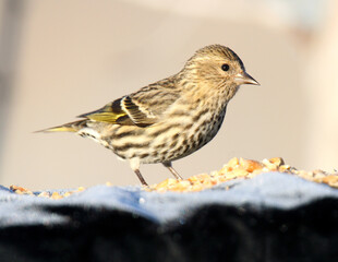 Pine Siskin
