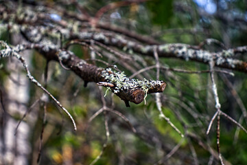 Pollen collection can happen anywhere in nature - Ouimet Canyon, Thunder Bay, ON, Canada