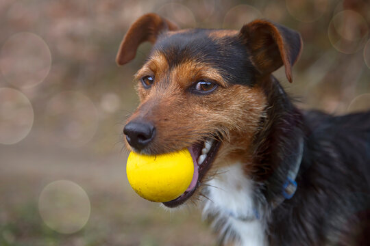 side view portrait of black cellar puppy dog with his yellow ball in his mouth and a smile on his face looking at the camera. space for copy. bodeguero