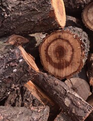 Fototapeta premium cut tree trunks. texture of sawn firewood and logs