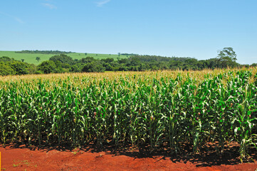 Plantação de milho , verde.