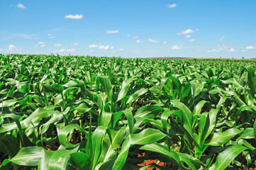 Plantação de milho , verde.