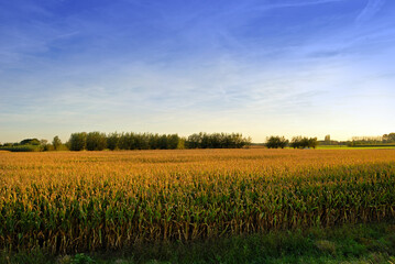 planta&ccedil;&atilde;o de milho, milharal com c&eacute;u azul