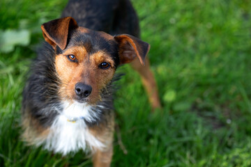 black cellar puppy in the garden at home staring at the camera. a member of the family, happy pet.