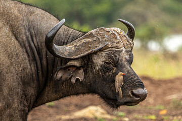 Buffalo and Bird in Nairobi, Kenya