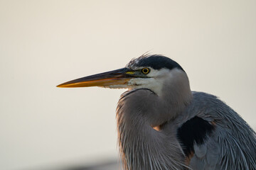 A great blue heron against a calm water background.  