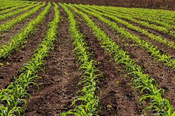 Fototapeta na wymiar Linhas de plantação de milho , milharal em formação.