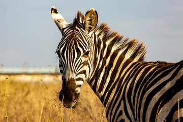 zebra in the wild Nairobi - obrazy, fototapety, plakaty