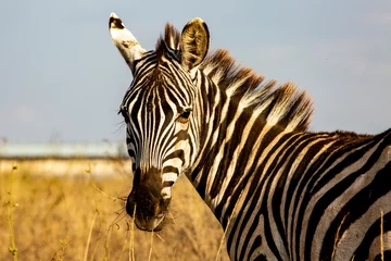 Afwasbaar Fotobehang Zebra zebra in het wild Nairobi