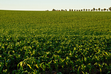 Plantação de milho , verde.