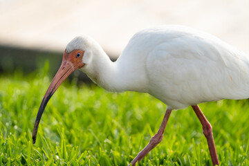 American White Ibis on grass.
