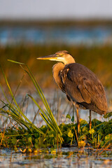 Great Blue Heron in wetlands.
