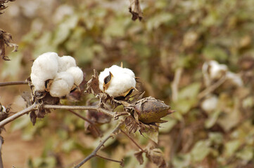 Campo de algod&atilde;o.