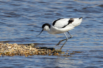Avocet (Recurvirostra avosetta) wading in the shallow water
