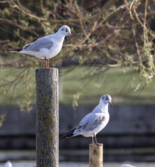 Black Headed Gull (Chroicocephalus ridibundus) Winter Plumage
