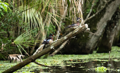 Wood duck in Florida wetland. 