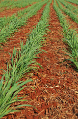 Obraz premium Cana de Açucar - Canavial.