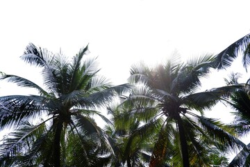 In selective focus top view a group of tropical coconut trees with leaves branches and white sky background