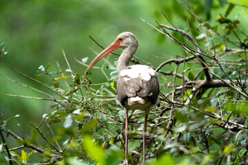 White Ibis standing in tree.