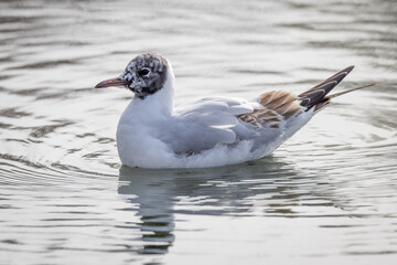 Black Headed Gull (Chroicocephalus ridibundus) Winter Plumage