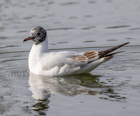 Black Headed Gull (Chroicocephalus ridibundus) Winter Plumage