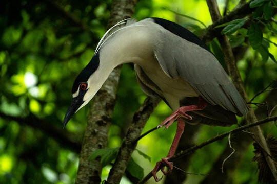 Black crowned night heron in tree.