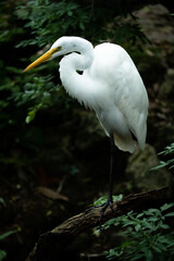 White heron in Florida wetlands. 