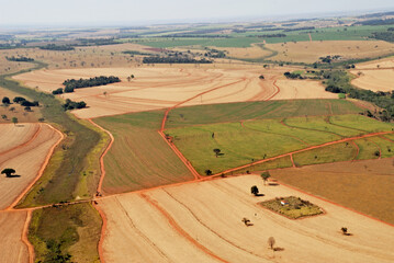 Obraz premium Plantão de cana de açucar , canavial