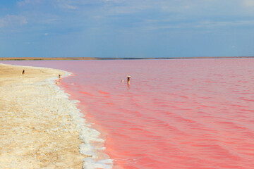 View of the pink salty Syvash lake in Kherson region, Ukraine