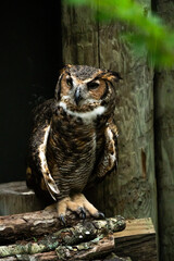 Large owl perching on logs.