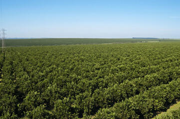 Fototapeta premium Fotos aéreas laranjeiras