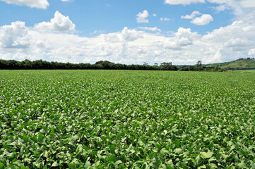Soja , plantação de soja.