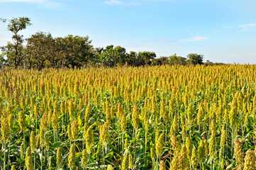 Campo de sorgo , plantação.