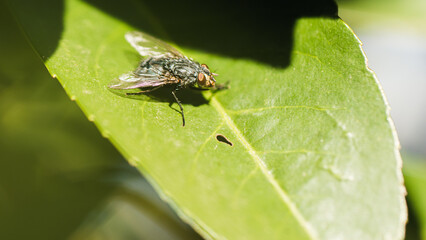 Fliege auf einem Blatt