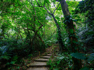 ジャングルの道