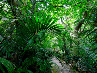 ジャングルの道