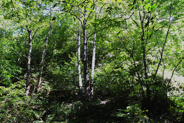 tree in the forest