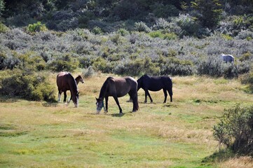 Chevaux dans les plaines de Patagonie, Terre de Feu, près d'Ushuaia, Argentine	
