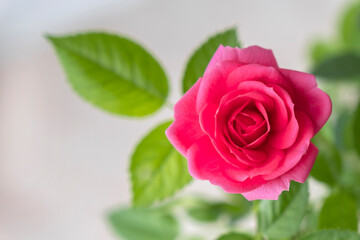 Beautiful bright pink rose. Blooming flower close-up with green leaves on light background. Copy space.