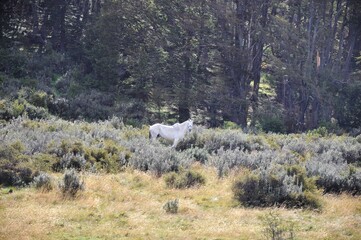Cheval blanc dans les plaines de Patagonie, Terre de Feu, près d'Ushuaia, Argentine