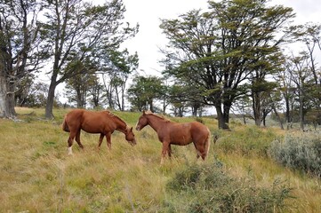 Obraz premium Couple de chevaux dans les plaines de Patagonie, Terre de Feu, près d'Ushuaia, Argentine