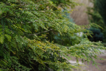 Botanical Garden - coniferous green trees in the park