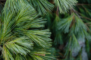 Botanical Garden - coniferous green trees in the park