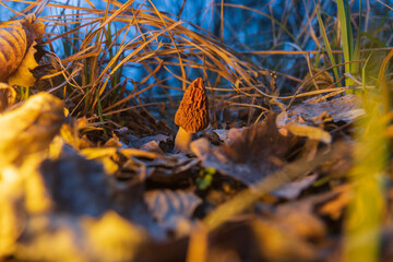 morel in beautiful evening light among foliage