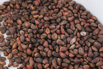 extract a cedar nuts from Siberian pine cones.