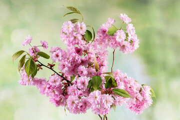 Close up of cherry blossom, sakura flowers on defocused background