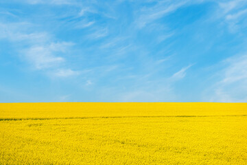 Blue sky, sun and yellow canola field.