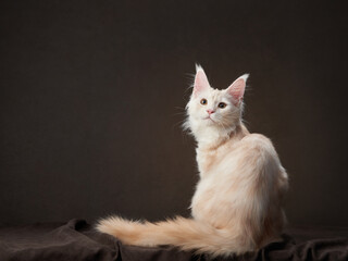 fawn Maine Coon Kitten on a dark. Pet on the background of the canvas. cat portrait in studio