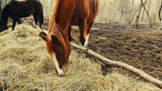 Two horses, black and brown, eating hay outdoors